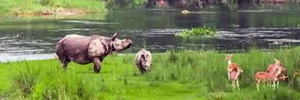 Chitwan National Park, WWF and Rights of Indigenous Peoples and Local Communities.